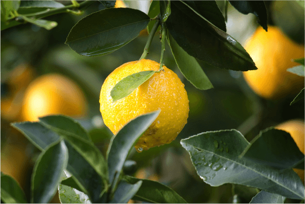 lemon tree