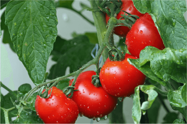 tomatoes